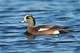 American Wigeon